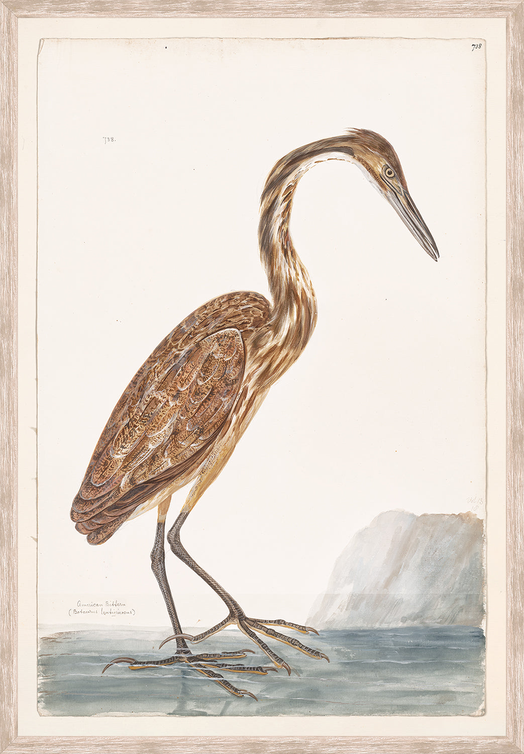 front view of T. WHITE – AMERICAN BITTERN C. 1720 luxury Artwork