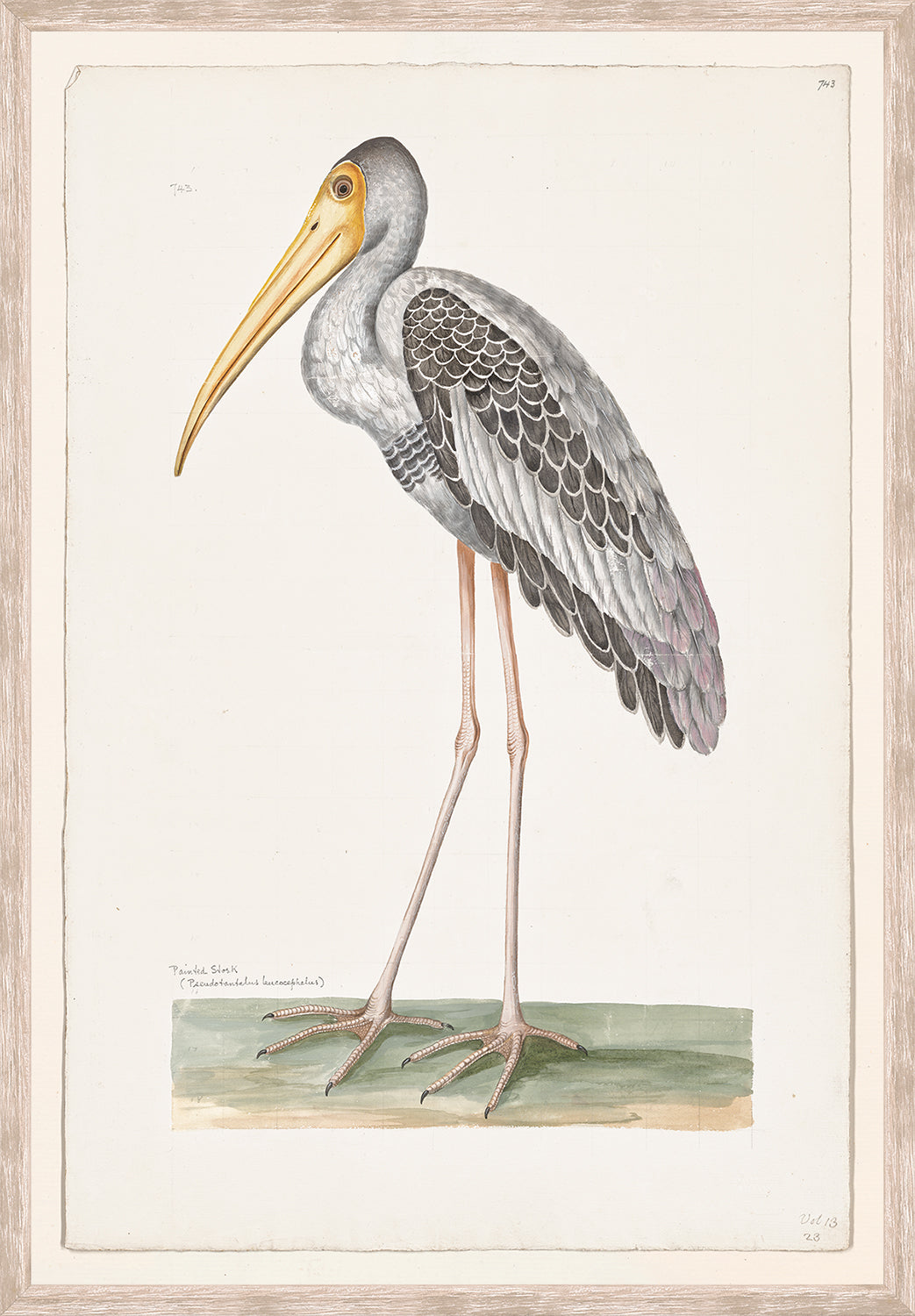 front view of T. WHITE – PAINTED STORK C. 1720 luxury Artwork
