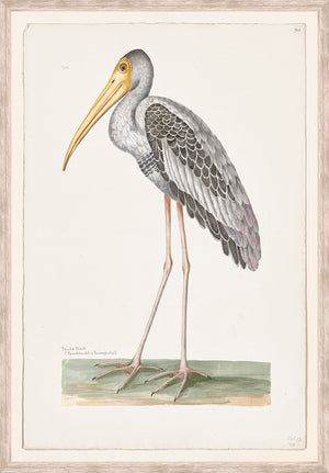 T. WHITE – PAINTED STORK C. 1720