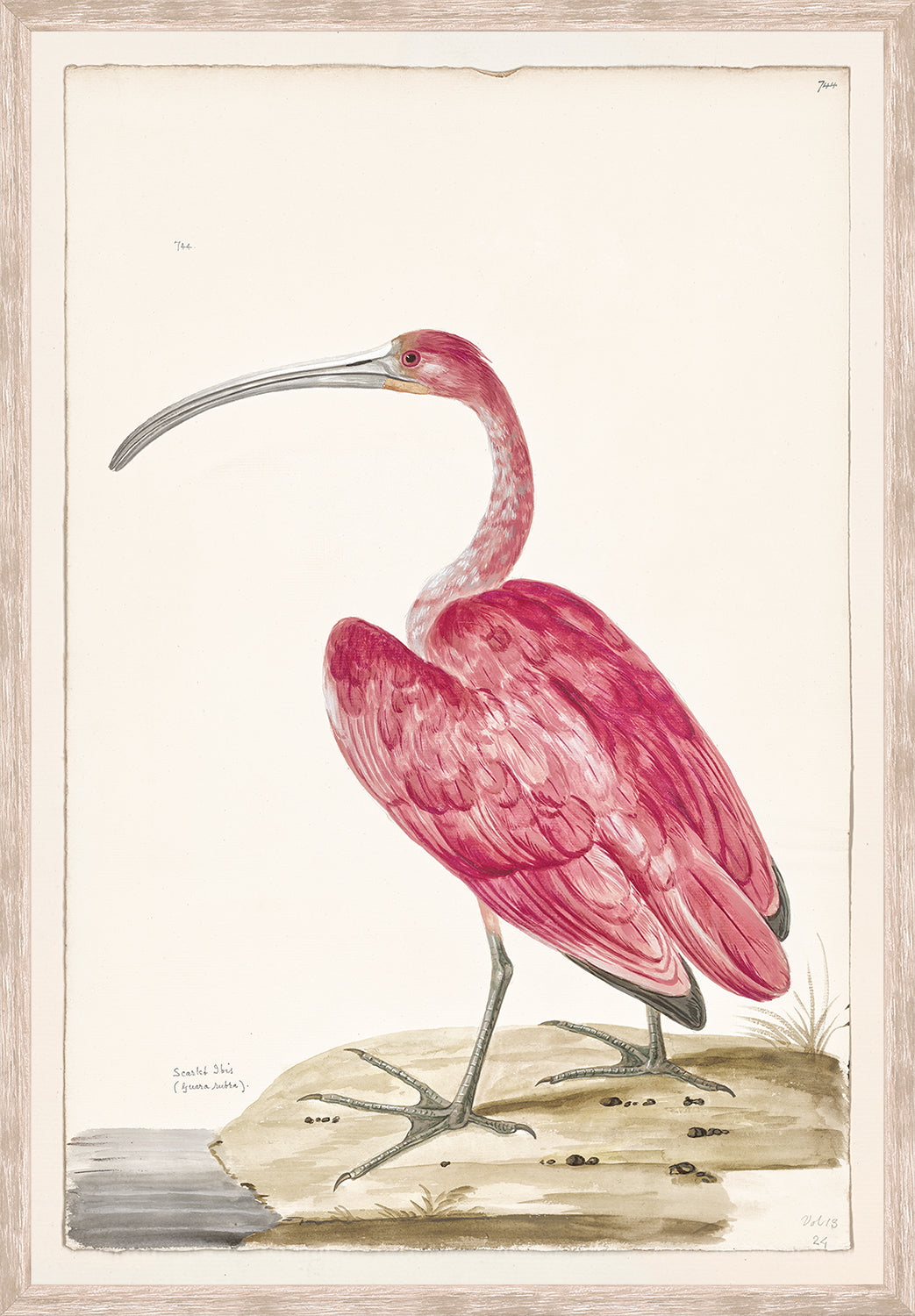 front view of T. WHITE – SCARLET IBIS C. 1720 luxury Artwork