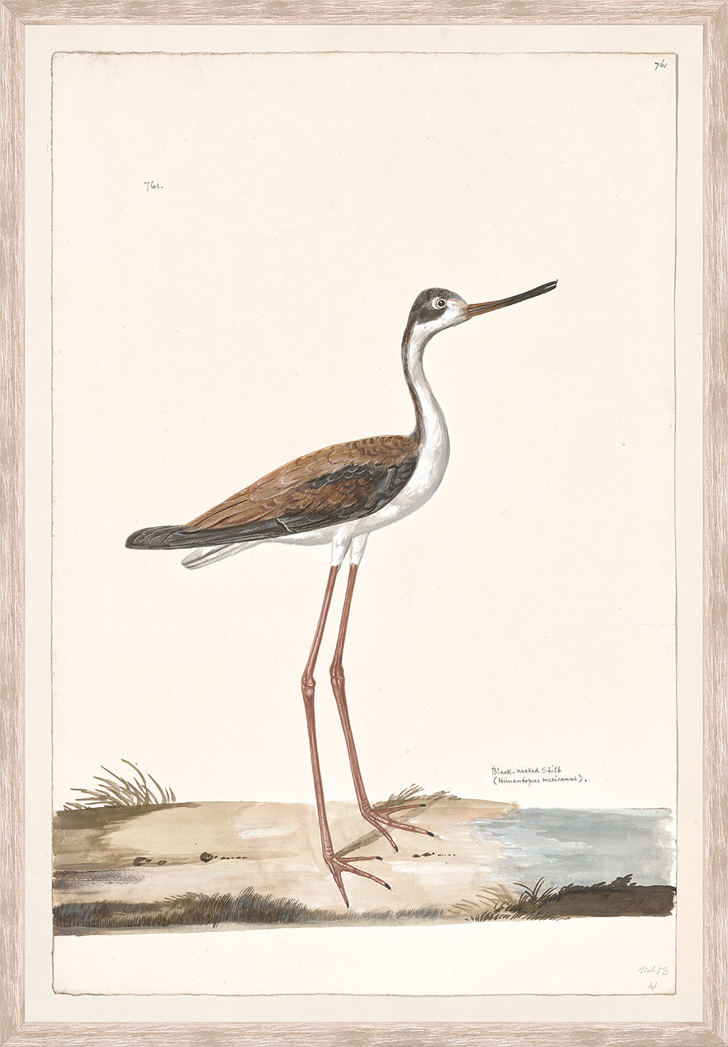 front view of T. WHITE – BLACK-NECKED STILT C. 1720 luxury Artwork
