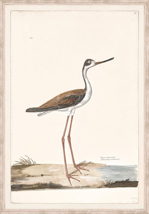 T. WHITE – BLACK-NECKED STILT C. 1720