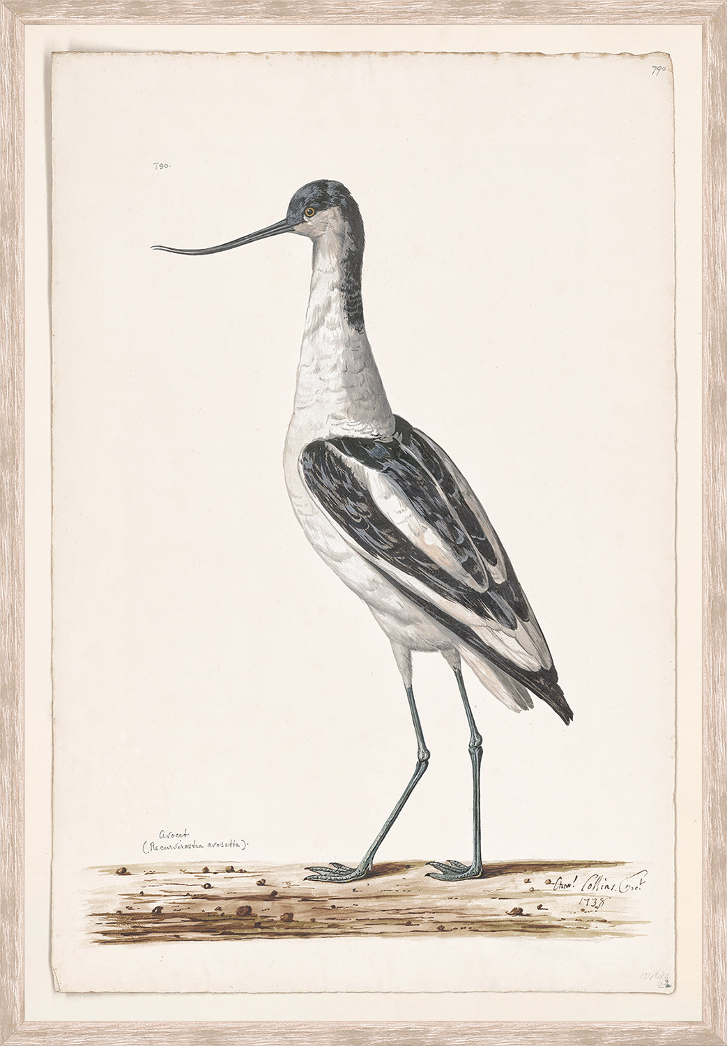 front view of T. WHITE – PIED AVOCET C. 1720 luxury Artwork