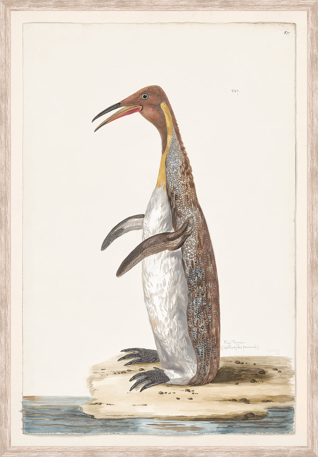 front view of T. WHITE – KING PENGUIN C. 1720 luxury Artwork