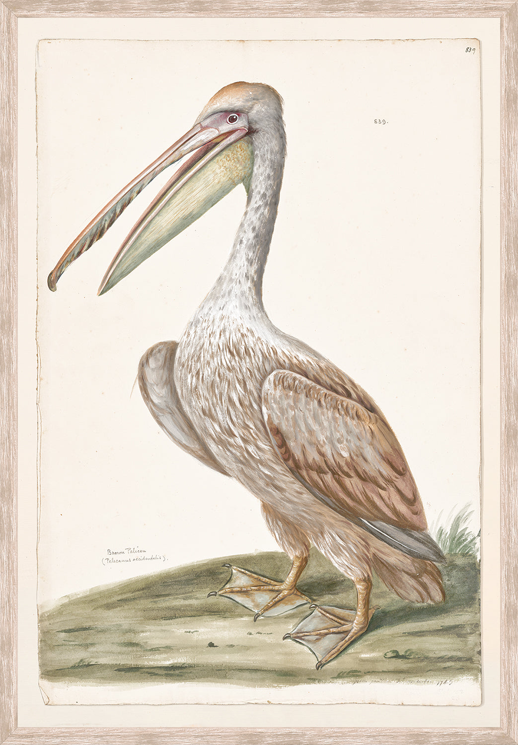 front view of T. WHITE – BROWN PELICAN C. 1720 luxury Artwork