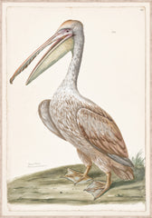 33 × 47 in
