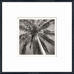 NOSTALGIA COLLECTION – PALM TREE C. 1959