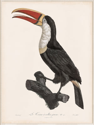 Toucan wall art from 1800, featuring a colorful bird with a large beak perched on a branch.