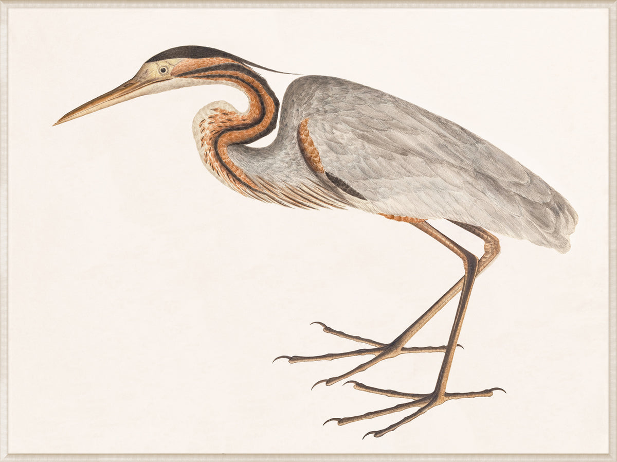 Purple Heron wall art featuring a detailed illustration of a heron in shades of gray and brown.