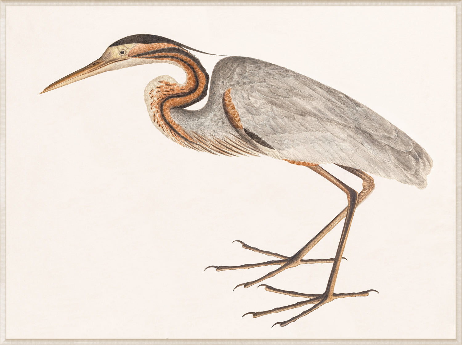 Purple Heron, C. 1800