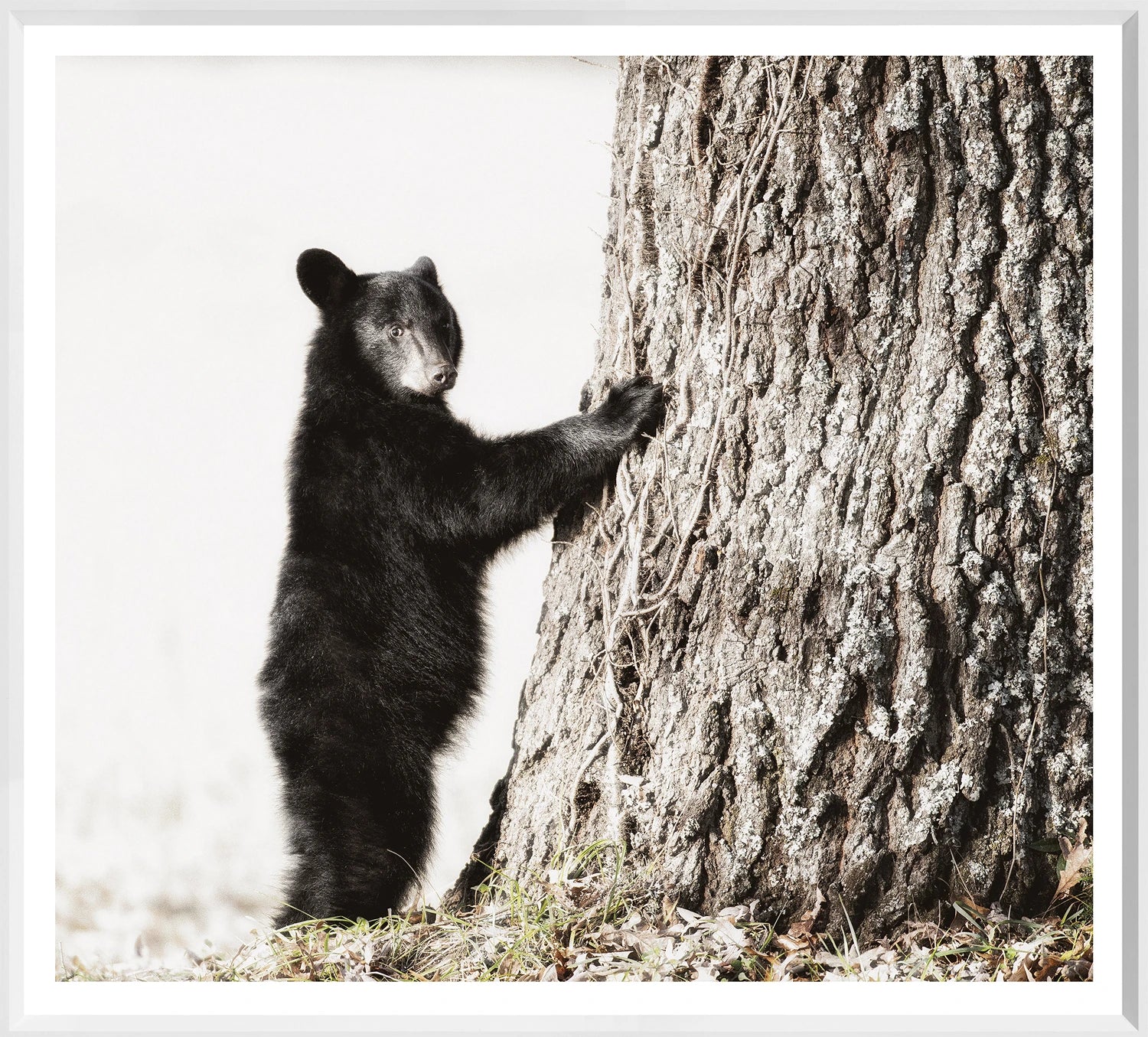 front view of Smokey Mountain Cub luxury Artwork