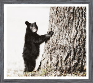 Smokey Mountain Cub framed art print, 18 × 20 in