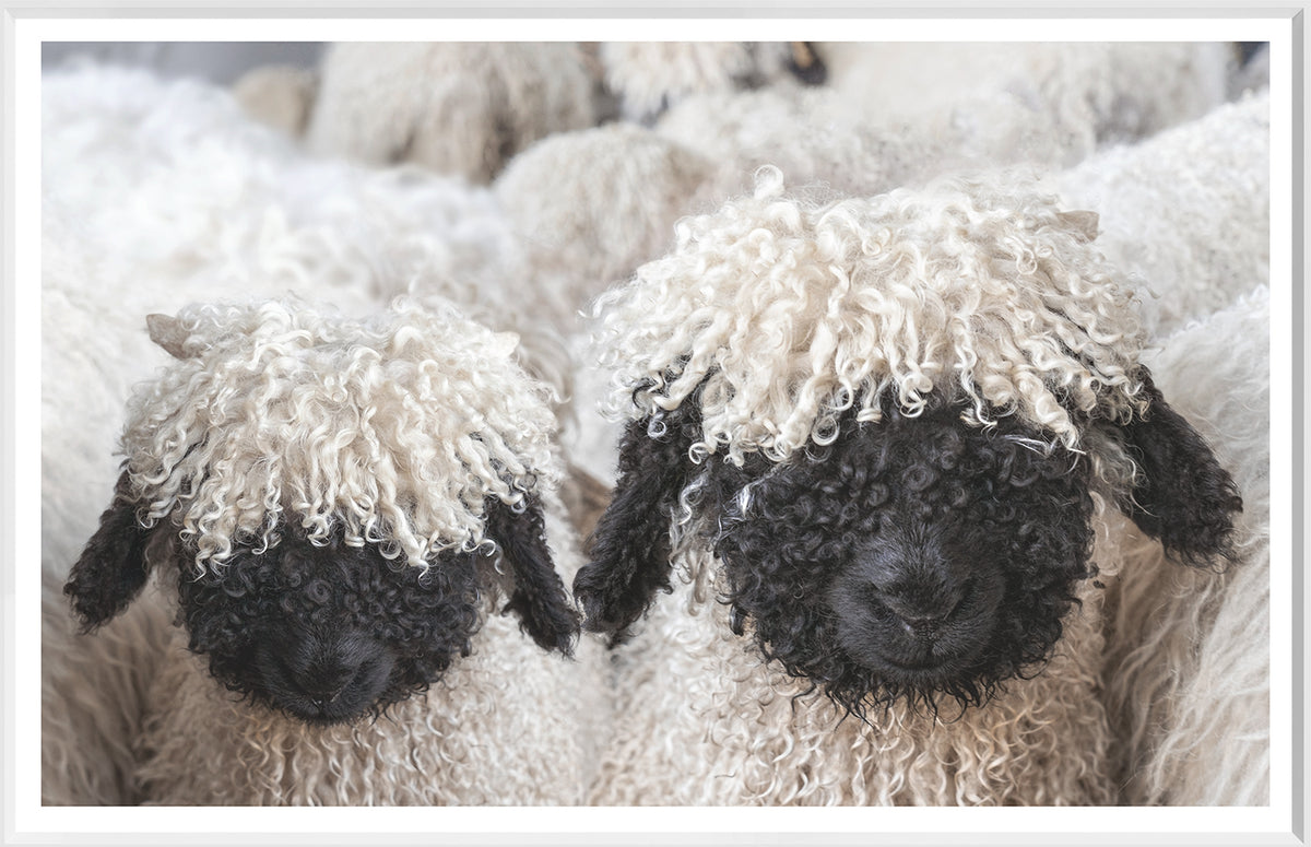 Valais Blacknose Sheep wall art featuring two sheep with curly white and black wool.