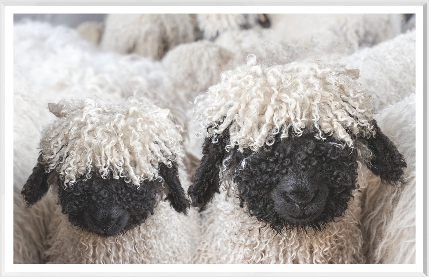 Valais Blacknose Sheep wall art featuring two sheep with curly white and black wool.