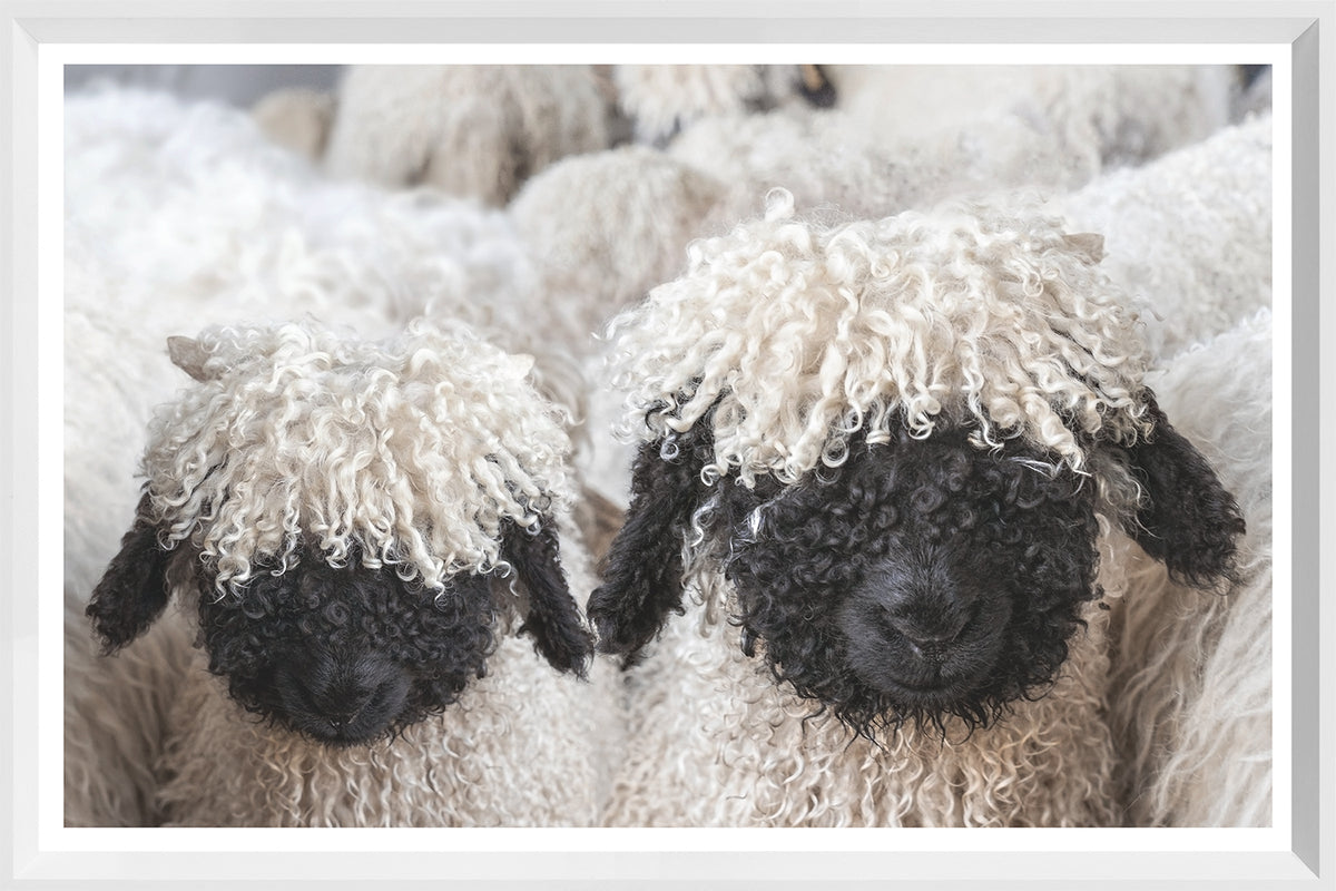 Valais Blacknose Sheep — nature and landscape fine art print in neutral tones at Laurie Yapp Home