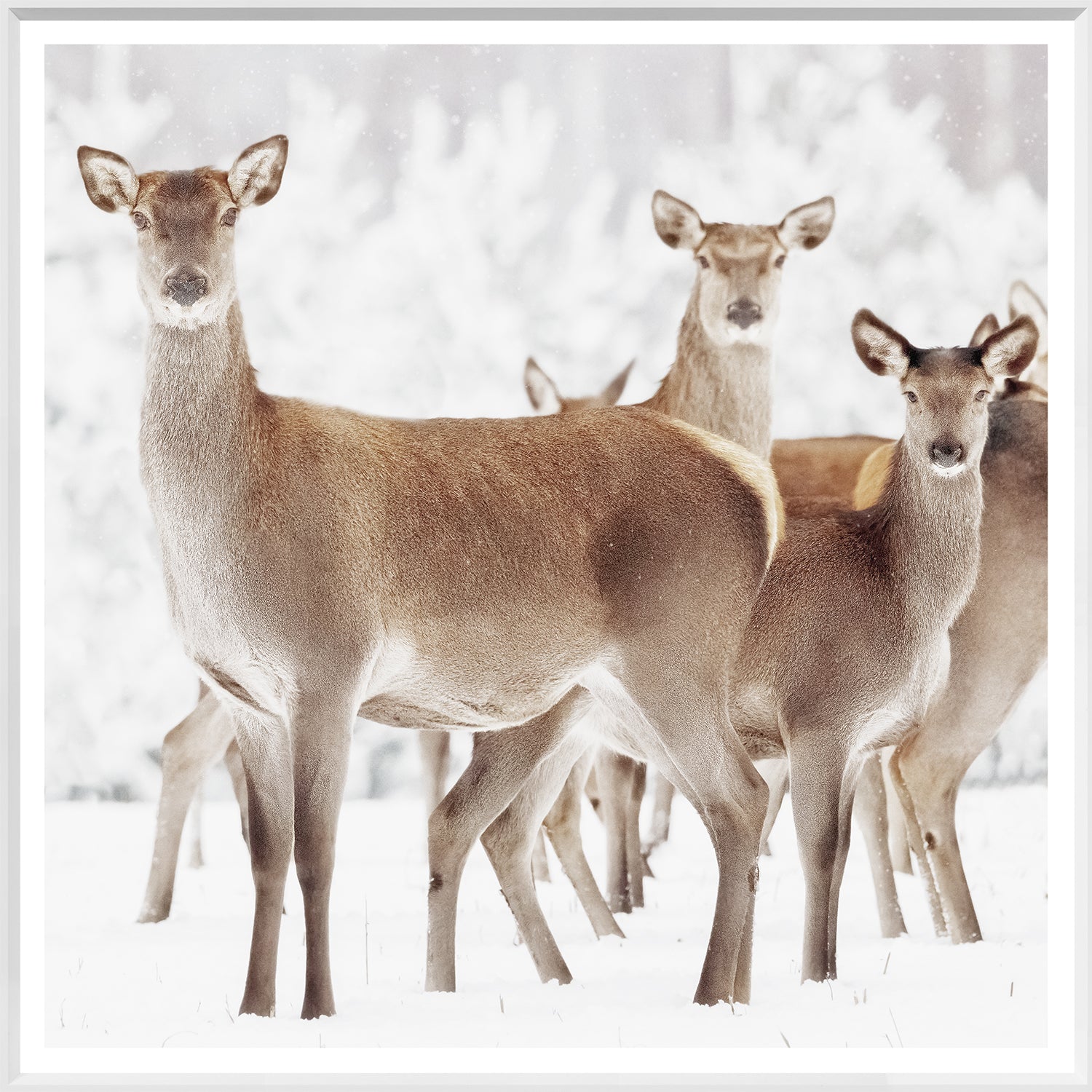 front view of Doe Deer luxury Artwork