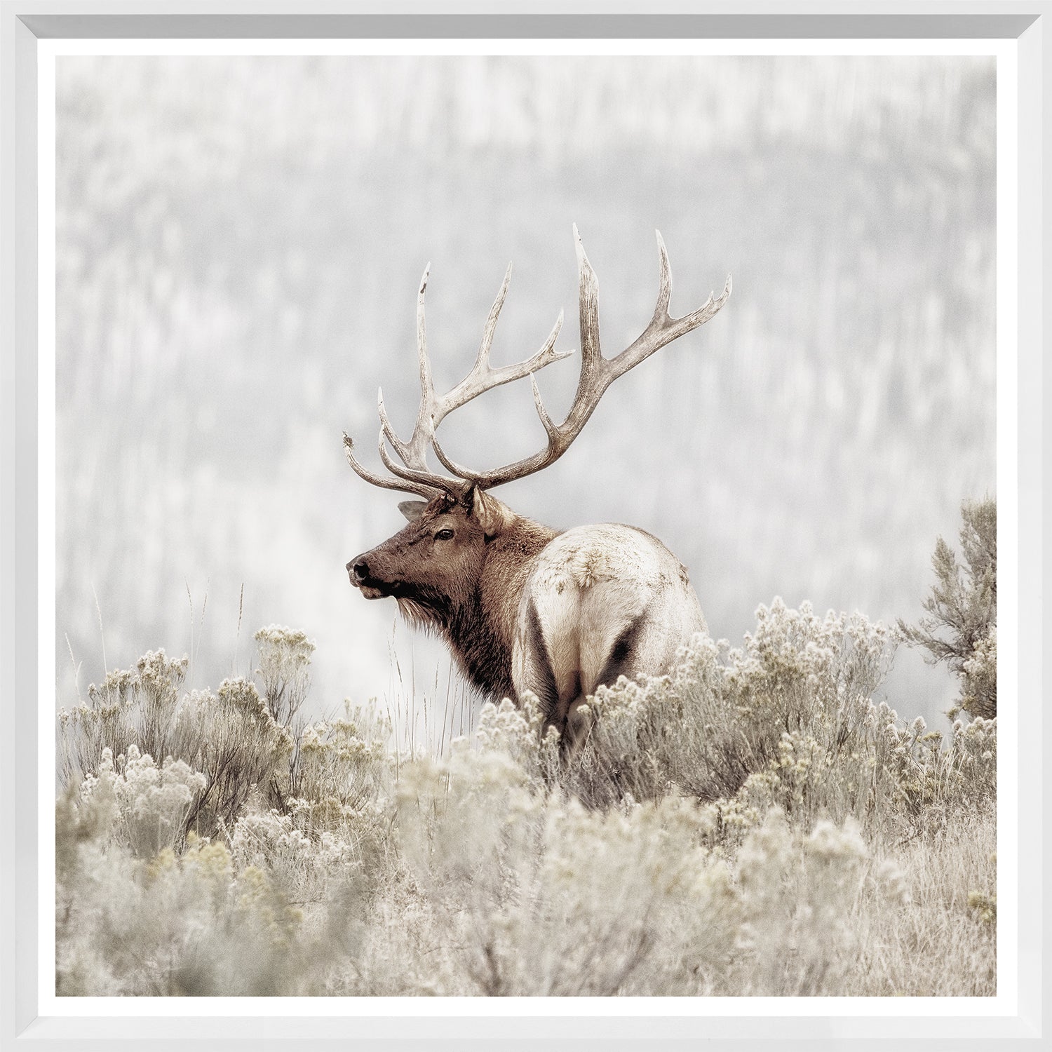 front view of Rocky Mountain Elk luxury Artwork