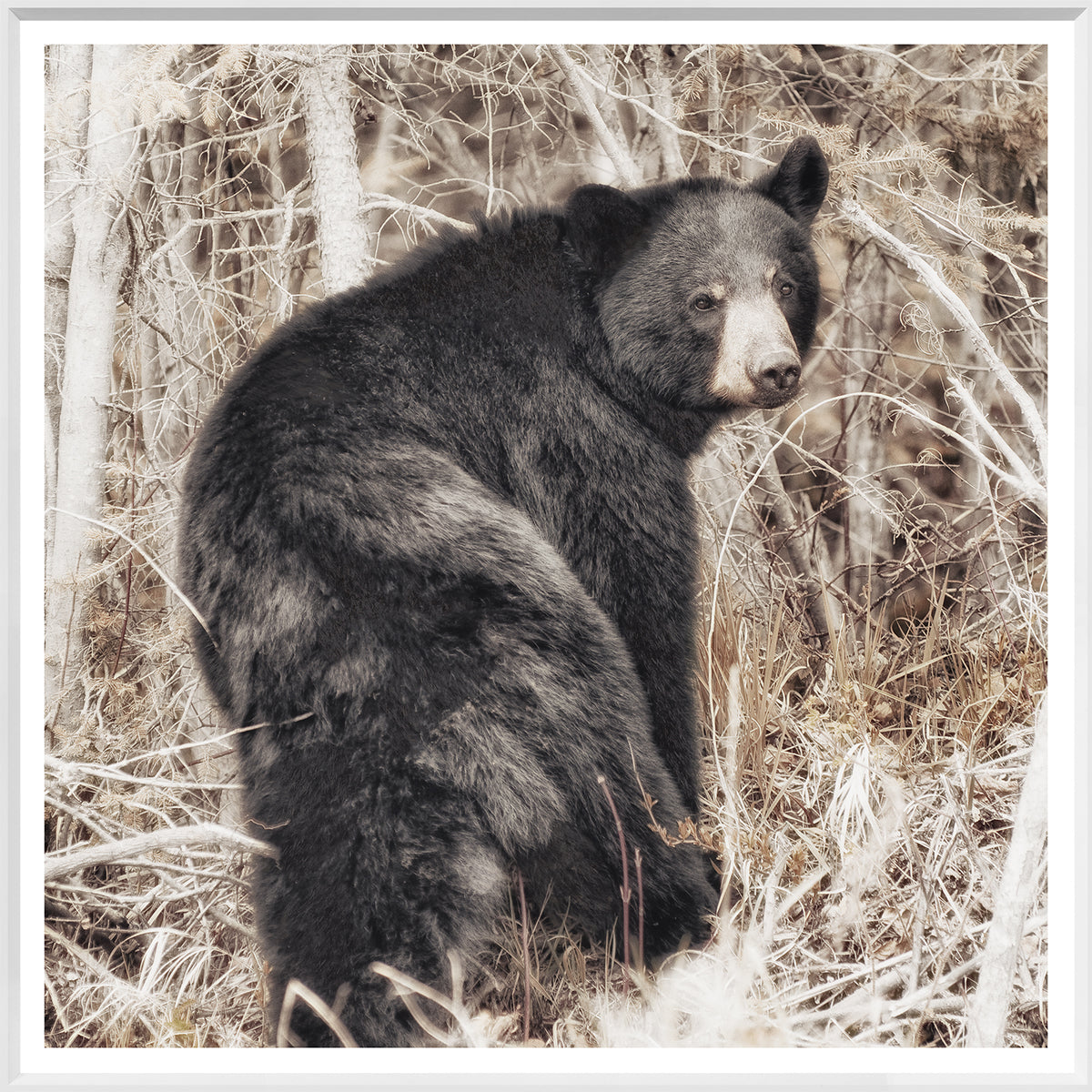 front view of Black Bear luxury Artwork