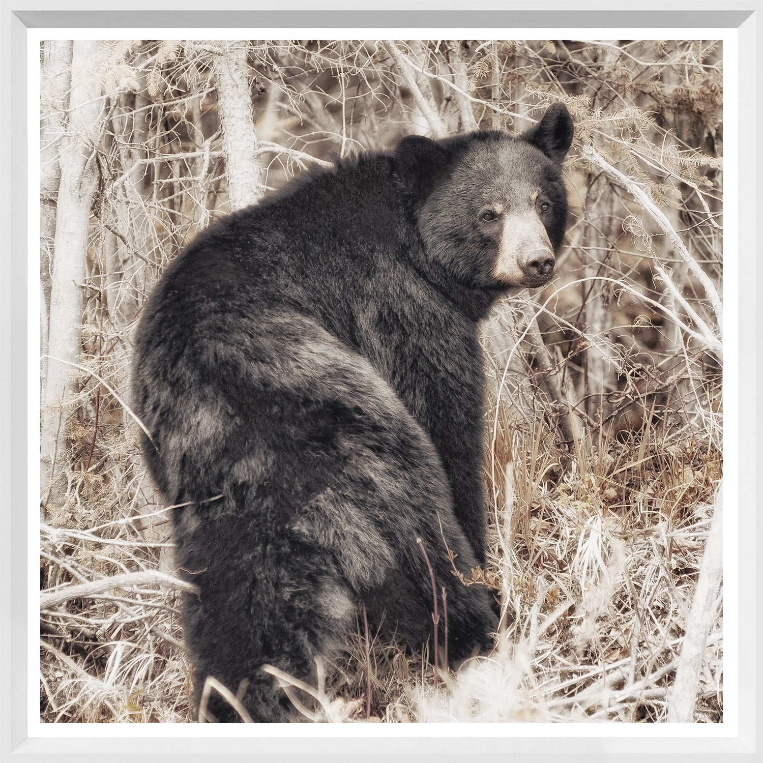 Oso negro