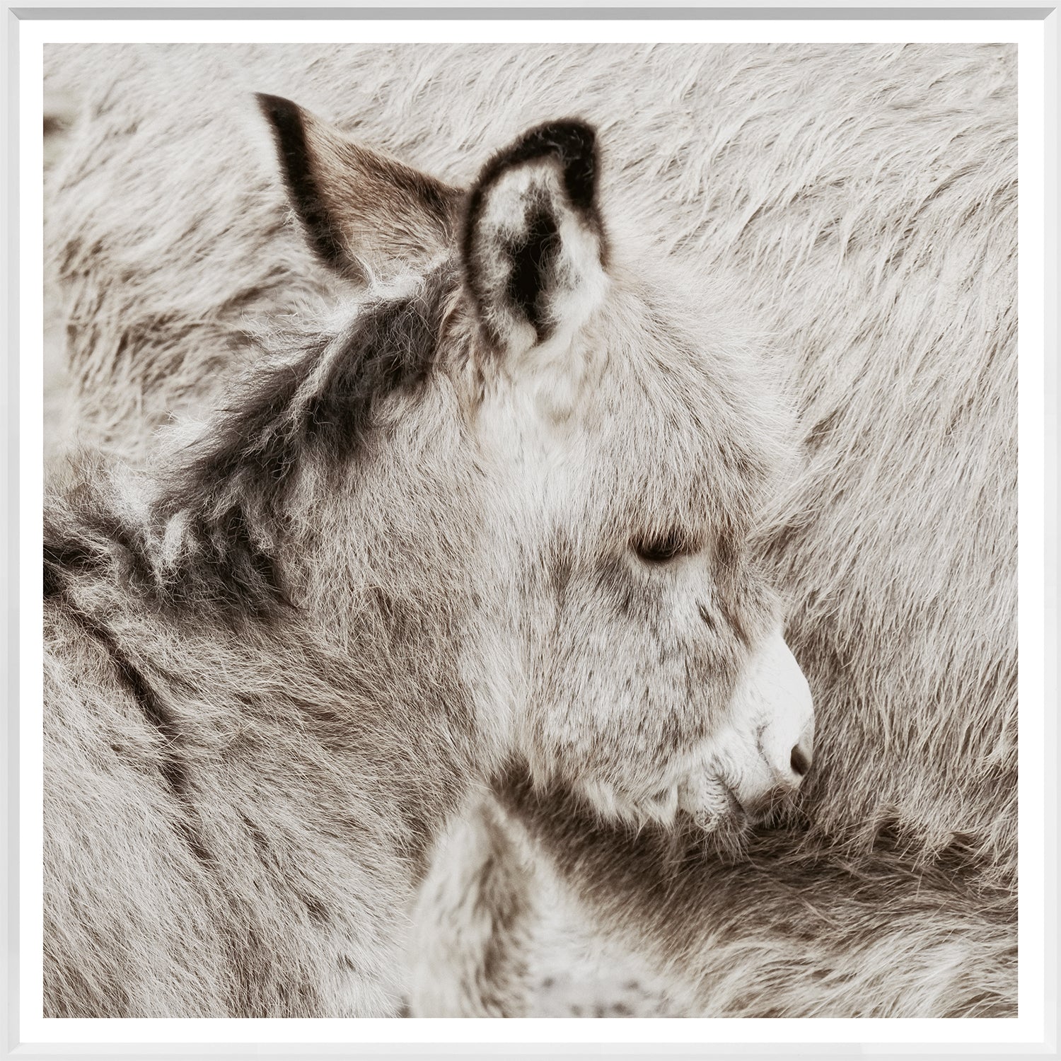 front view of Donkey Foal luxury Artwork