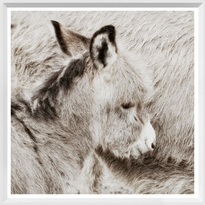 Potro de burro