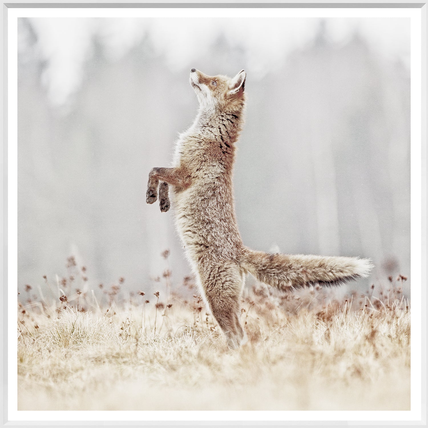 front view of Fox On Alert luxury Artwork