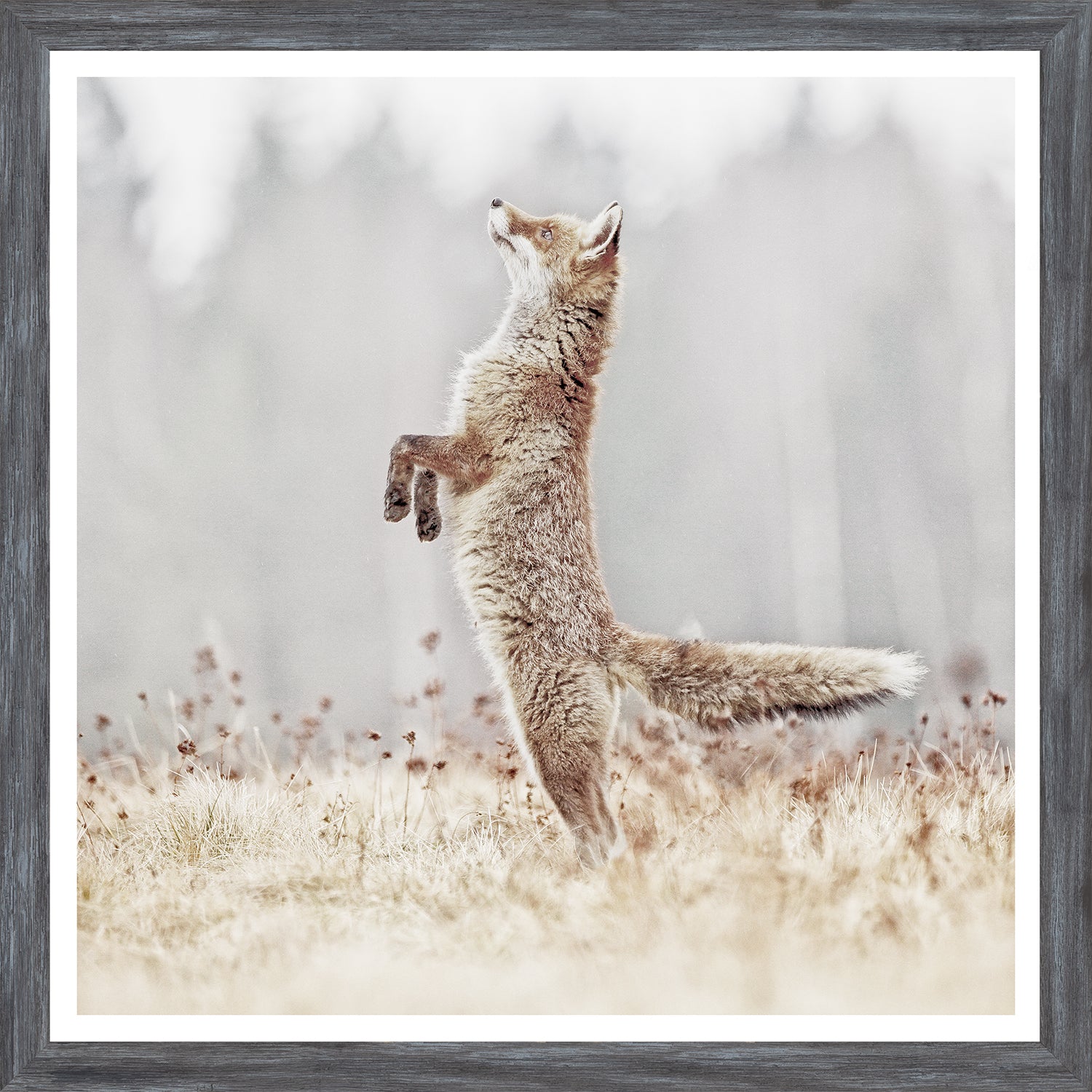 Fox On Alert