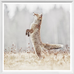 19 × 19 in – White Frame