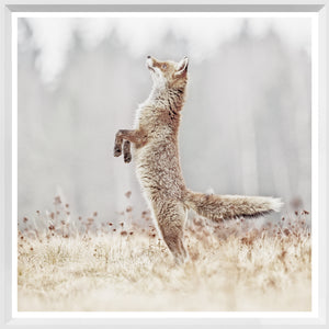 Fox On Alert