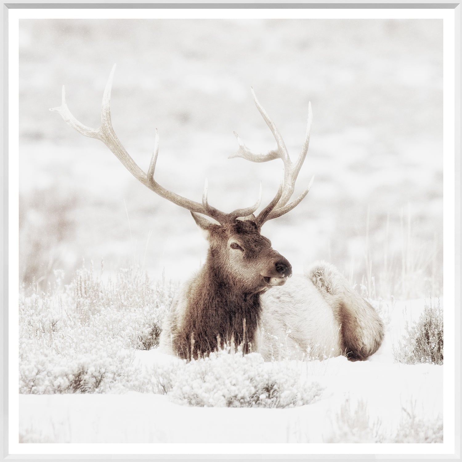 Bull Elk In Winter