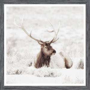 Bull Elk In Winter
