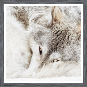 Lobo gris