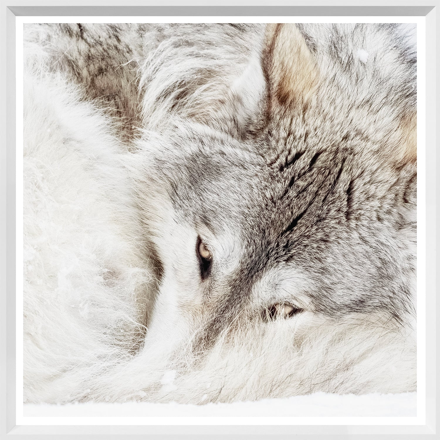 front view of Grey Wolf luxury Artwork