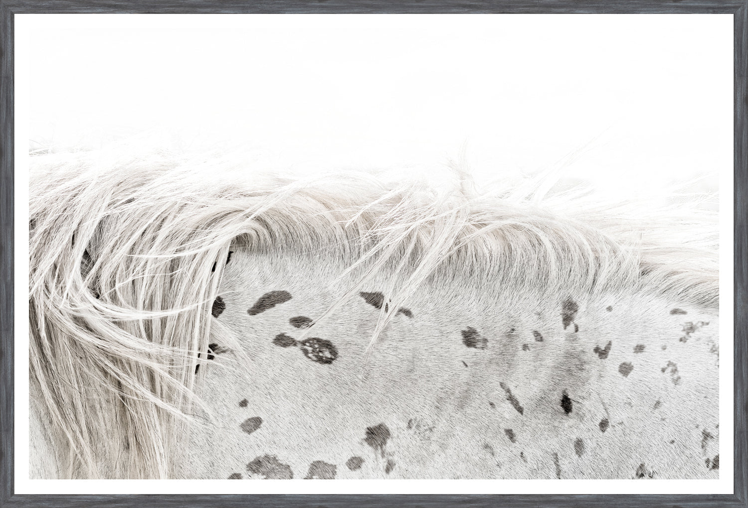 Appaloosa