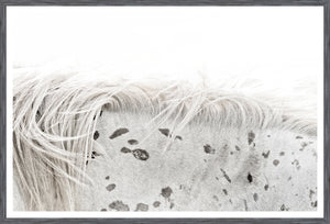 Appaloosa