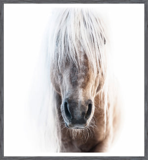 Palomino