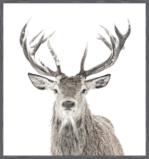 Stag