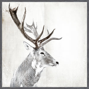 Stag Portrait