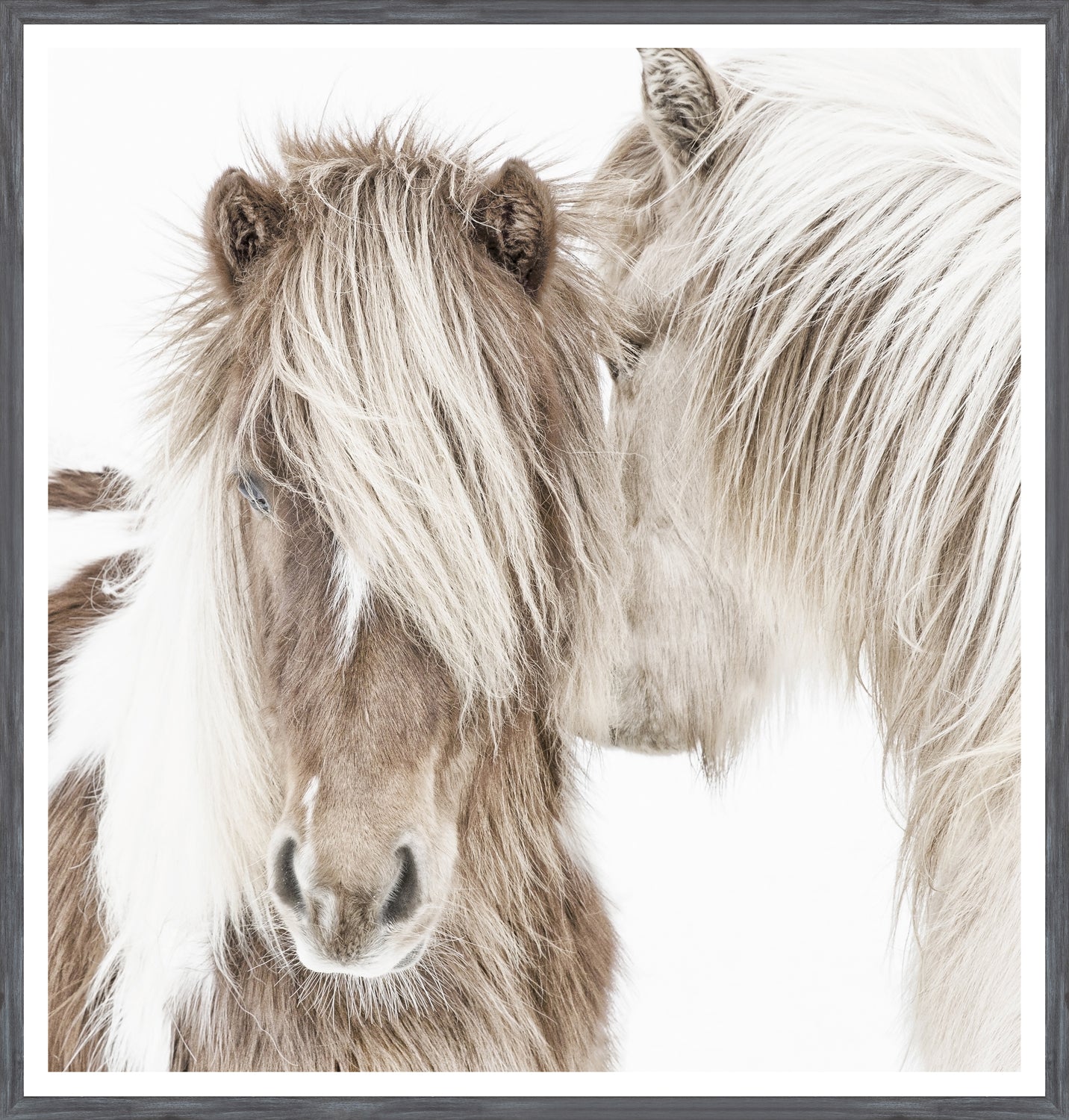 Ponis islandeses