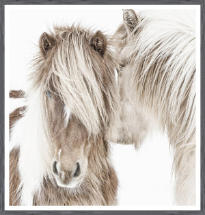 Ponis islandeses