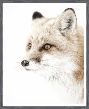 Red Fox — nature and landscape fine art print in neutral tones at Laurie Yapp Home