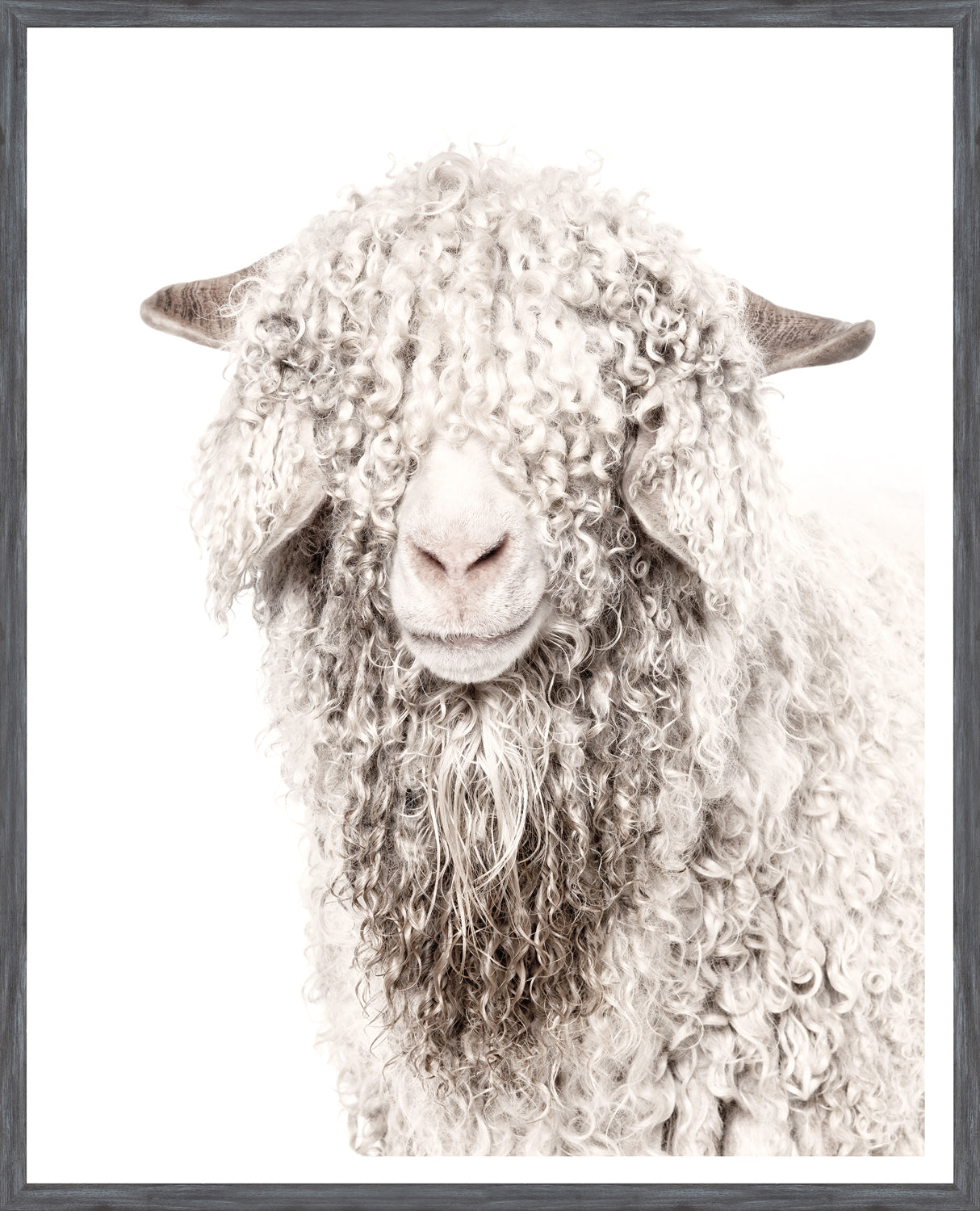 Chèvre Angora