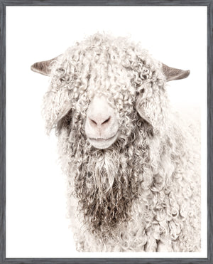 Chèvre Angora