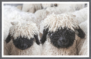 Valais Blacknose Sheep — nature and landscape fine art print shown from another angle