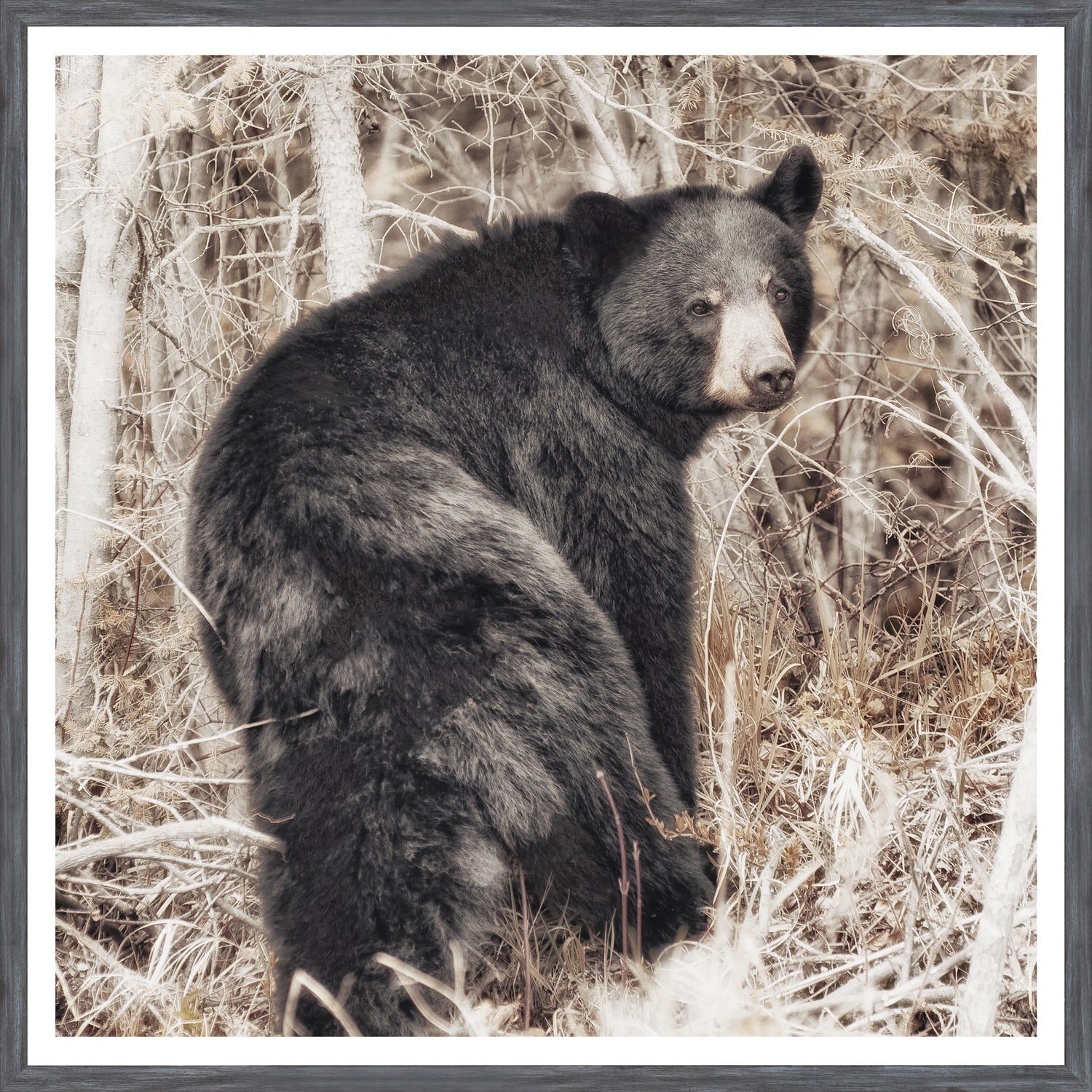Oso negro