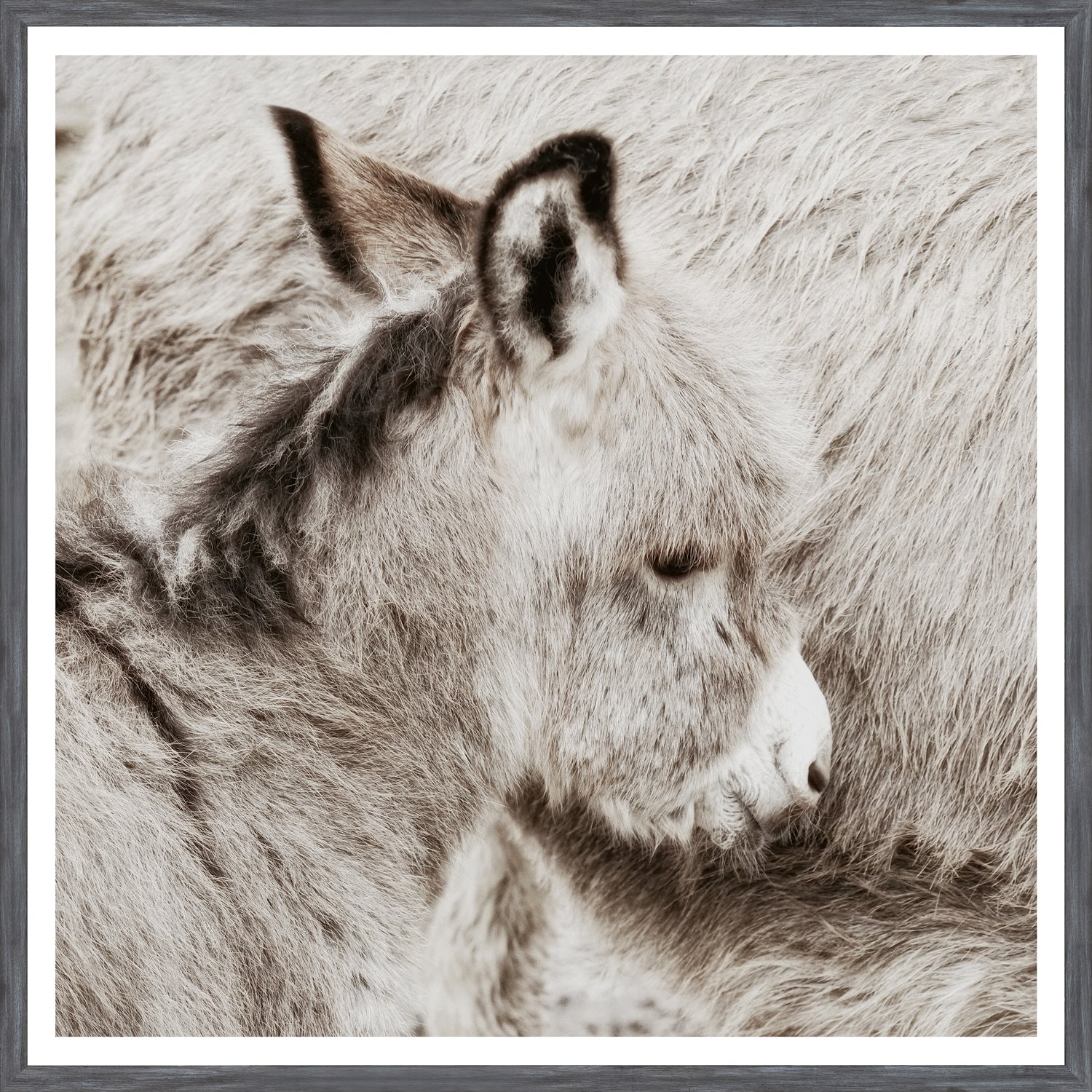 Potro de burro