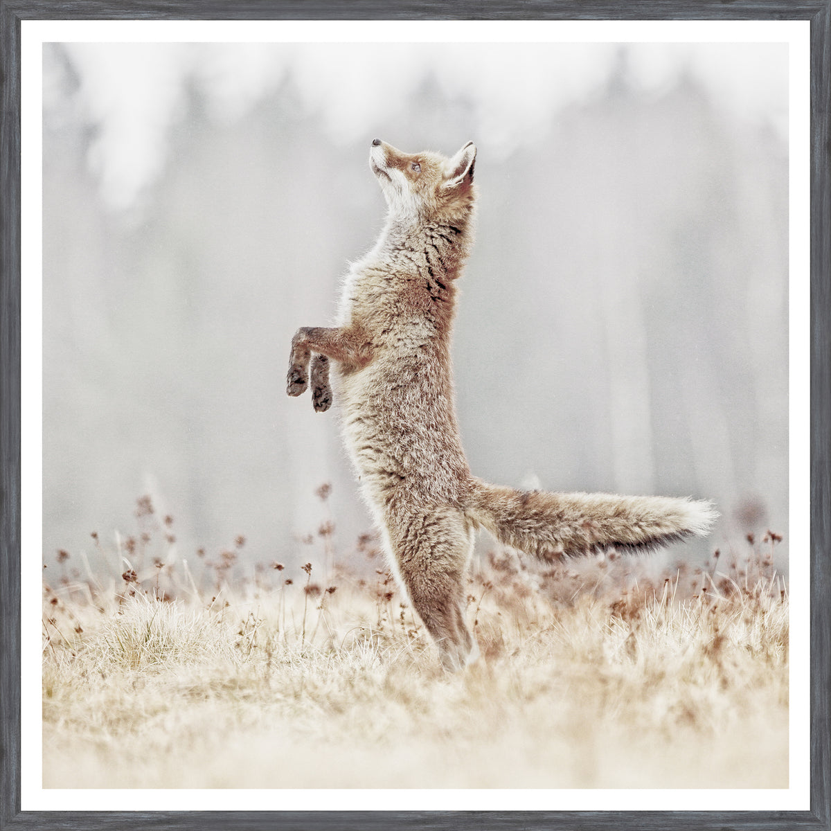 Fox On Alert wall art featuring a standing fox in a natural setting with soft colors.