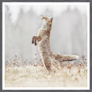 Fox On Alert wall art featuring a standing fox in a natural setting with soft colors.
