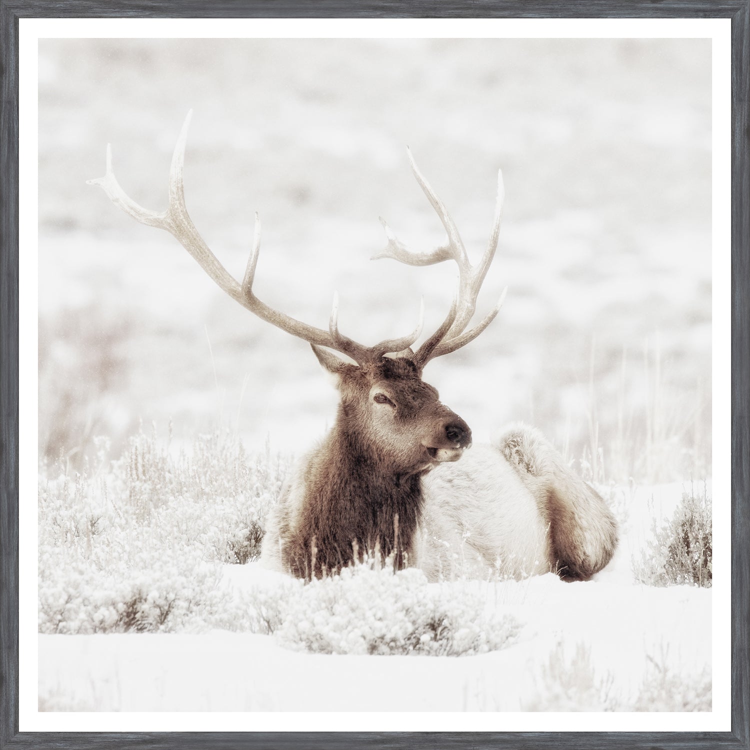Bull Elk In Winter