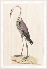 37,25 × 55,25 po